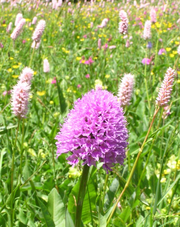 Dactylorhiza maculata subspp.fuchsii: omaggio floreale